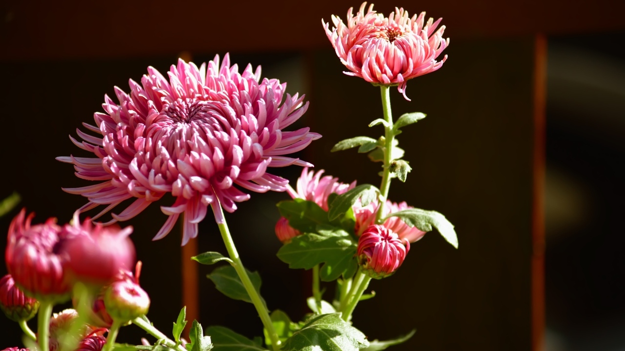 Красивые розовые цветы хризантемы с бутонами в лучах солнца