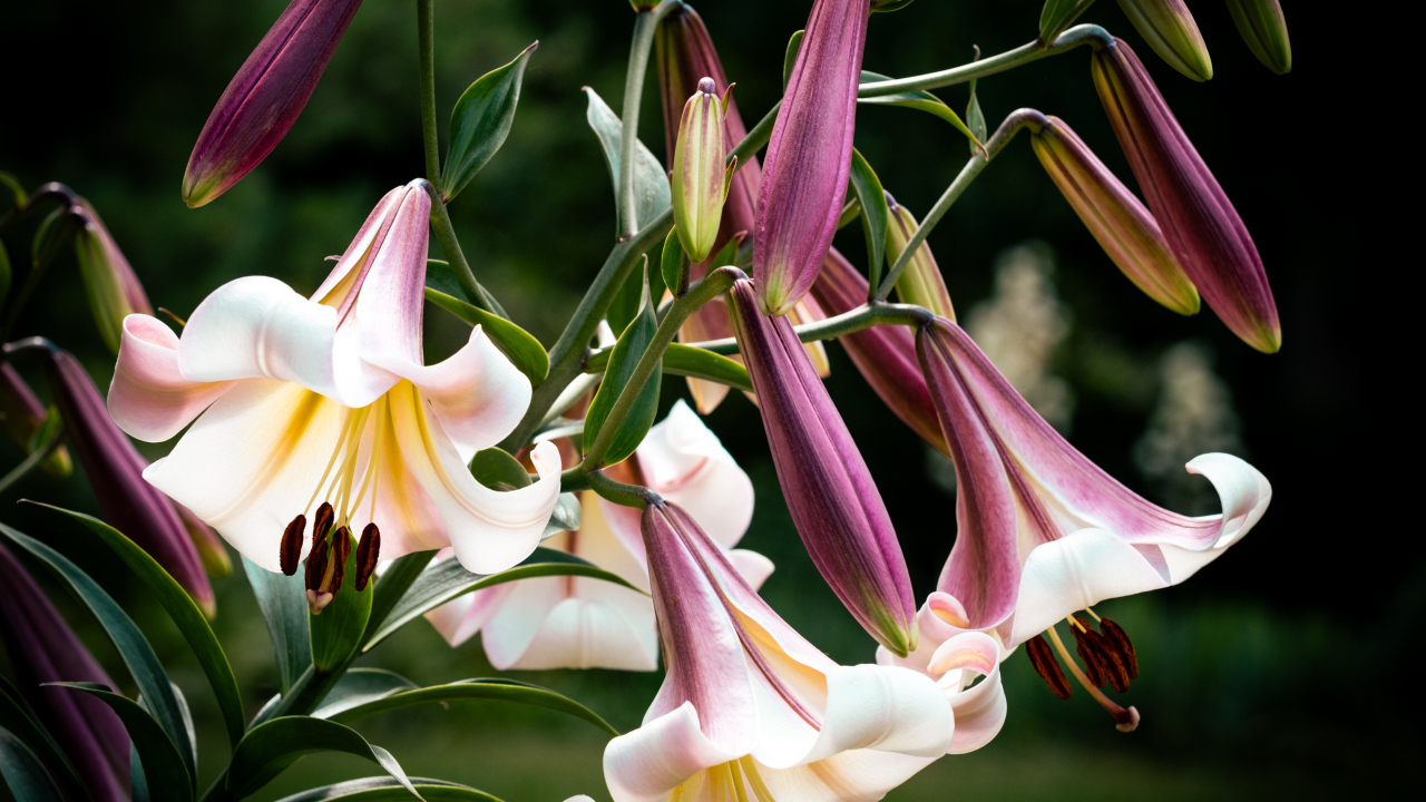 Красивые розовые цветы лилии крупным планом