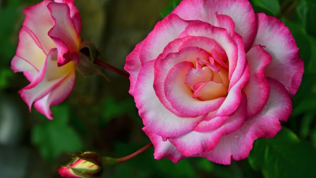 Красивая розовая роза с бутонами крупным планом