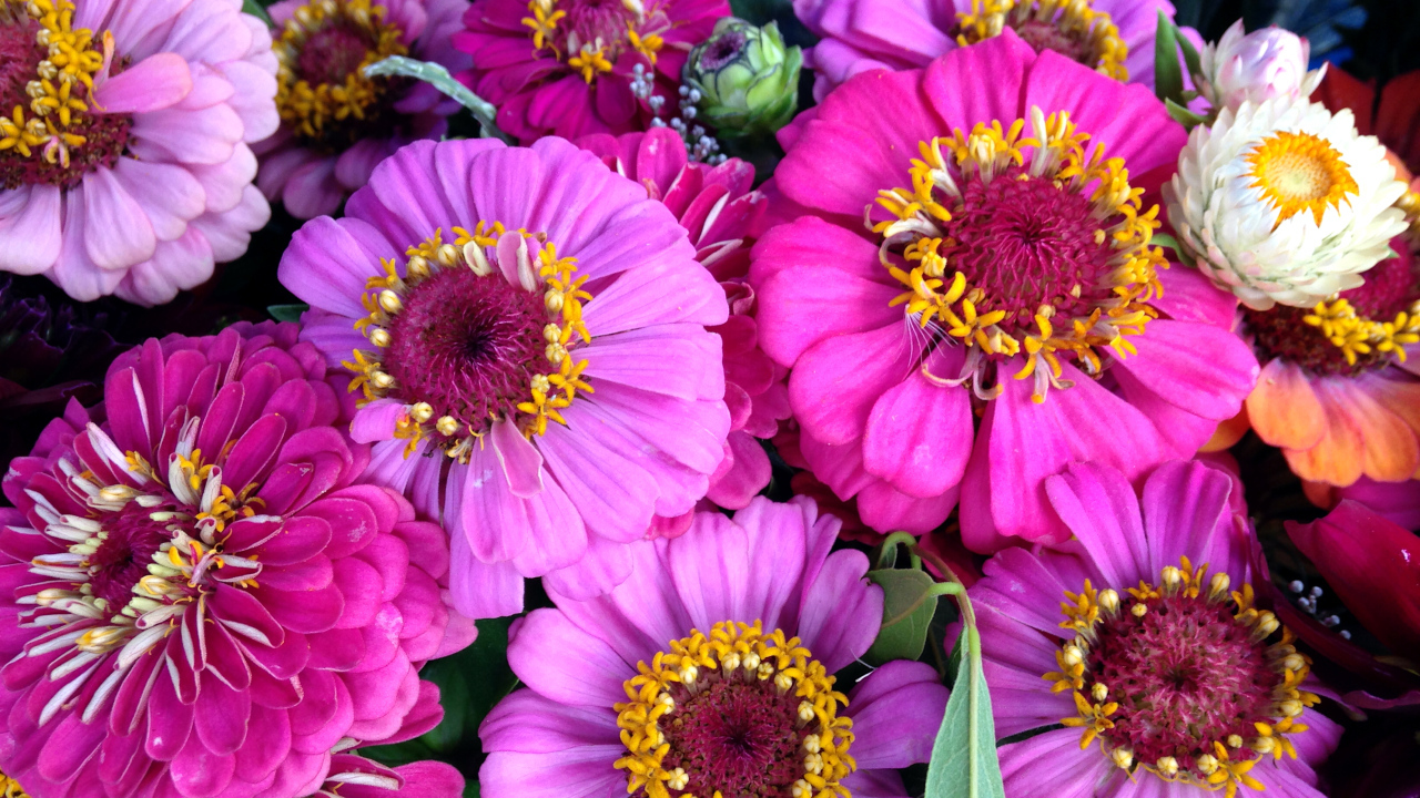 Красивые розовые цветы цинния