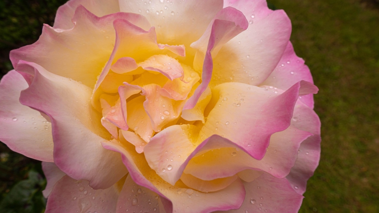 Красивая роза Глория Дей в каплях росы