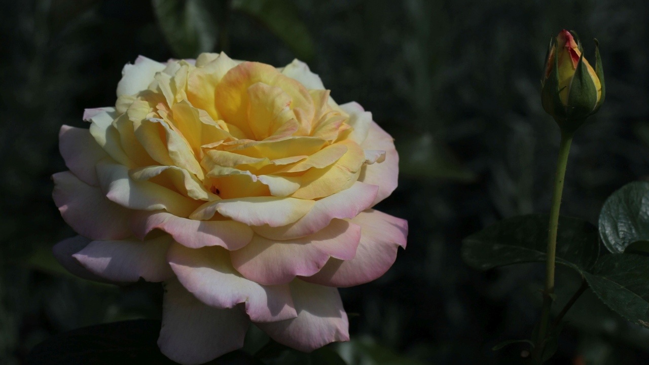 Красивая роза сорт Глория Дэй с бутоном