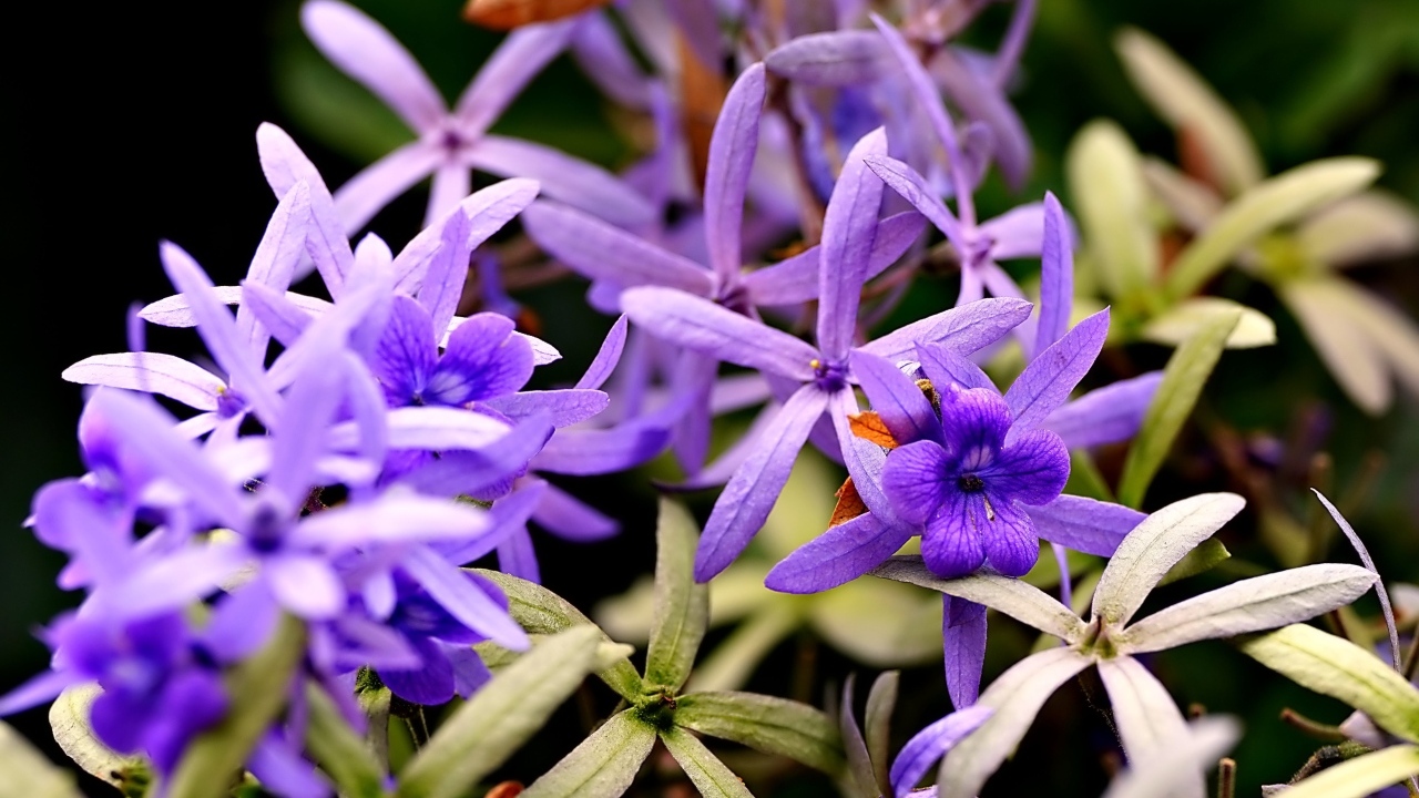 Красивые маленькие сиреневые цветы