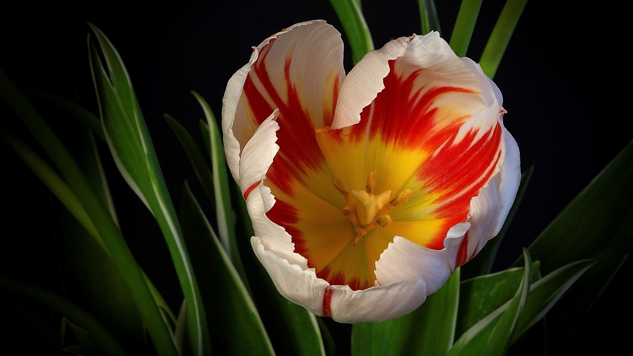 Красивый тюльпан с зелеными листьями на черном фоне