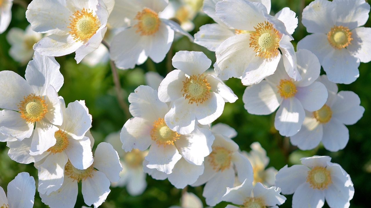 Красивые белые весенние цветы крупным планом