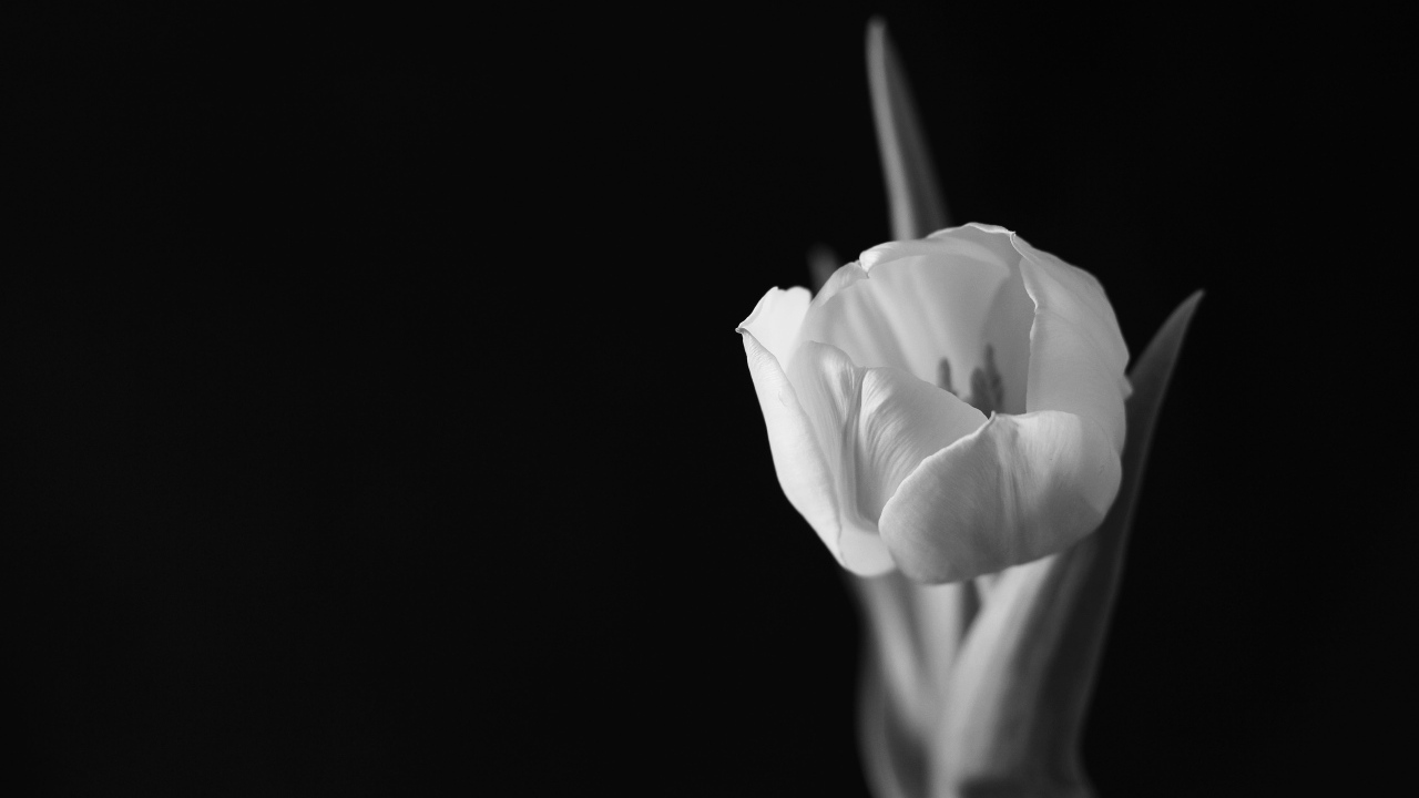 Черно-белое фото тюльпана