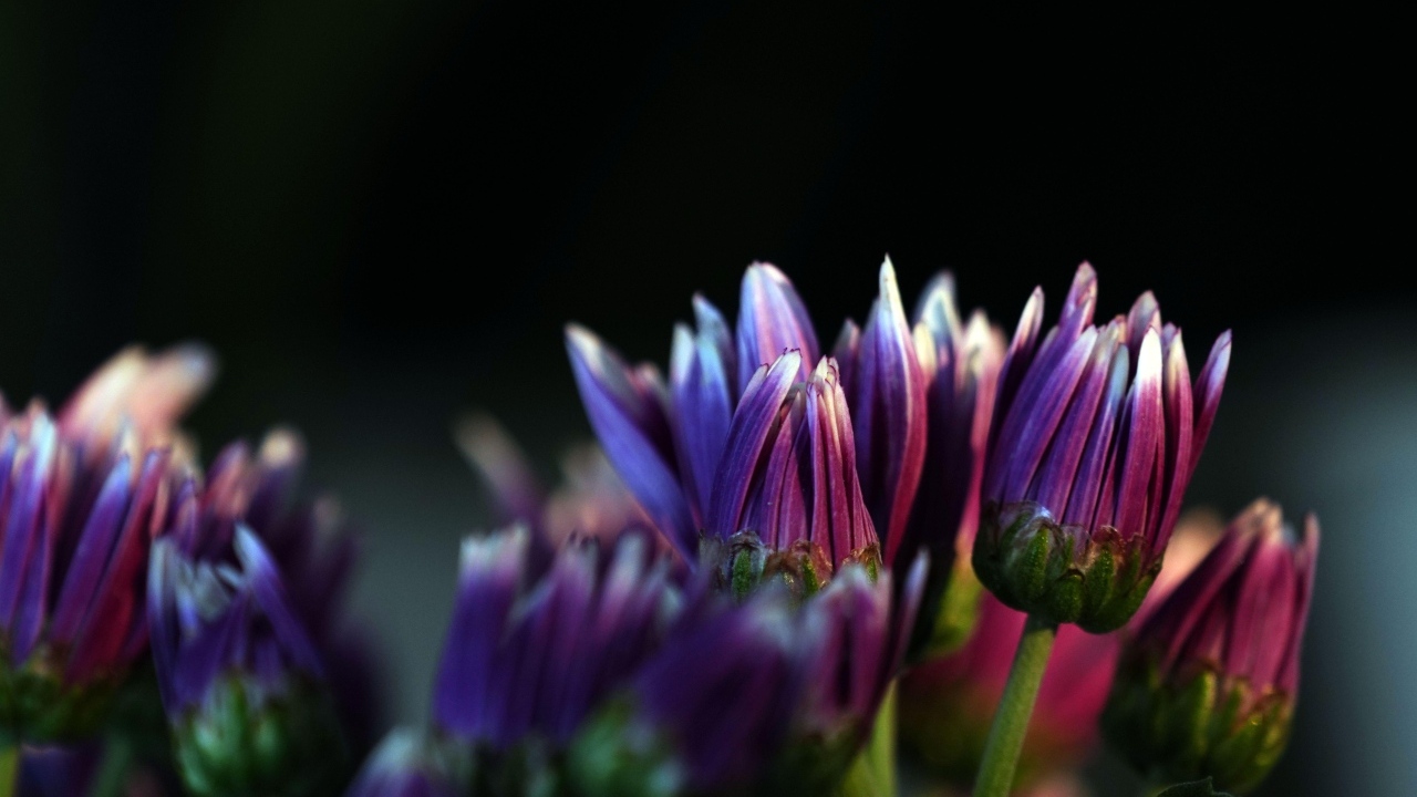 Распускающиеся сиреневые цветы хризантемы