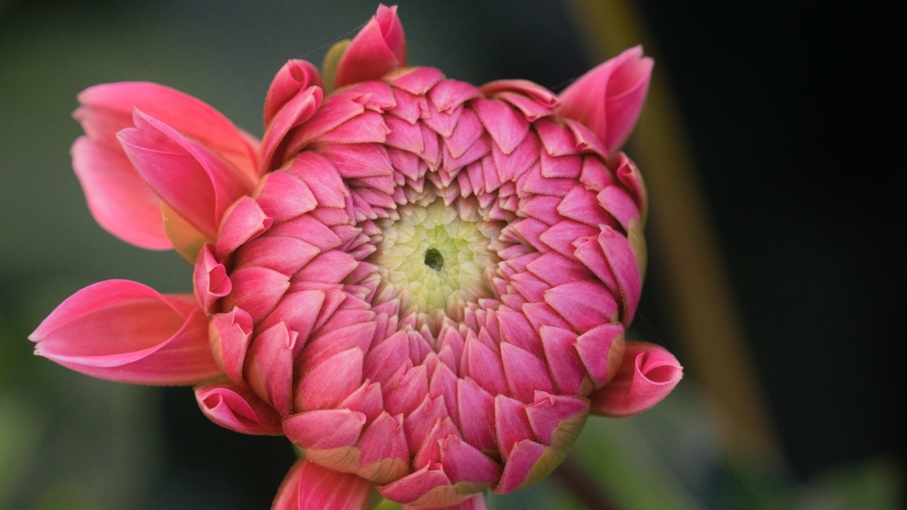 Распускающийся розовый цветок георгина