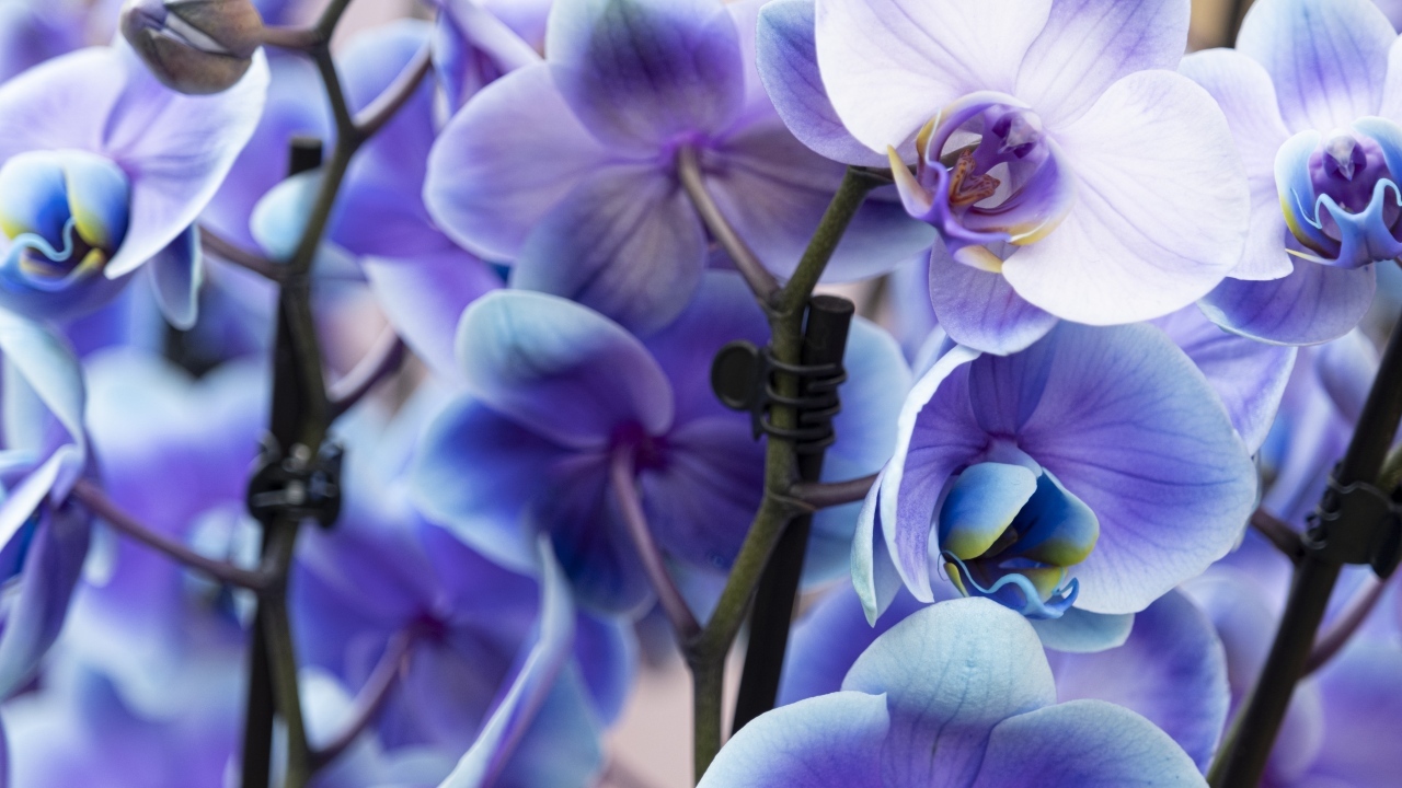 Голубые цветы орхидеи крупным планом