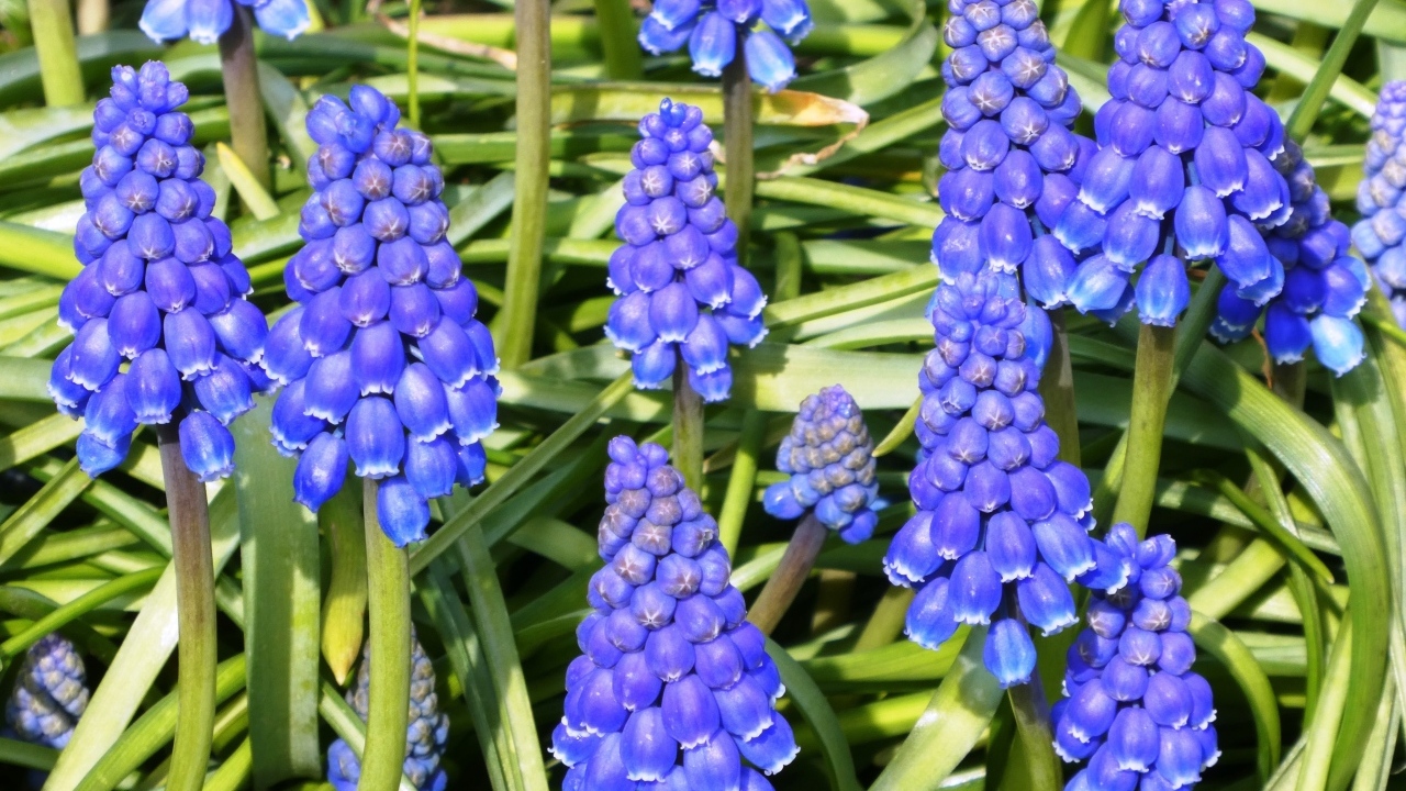 Синие маленькие садовые цветы мускари крупным планом