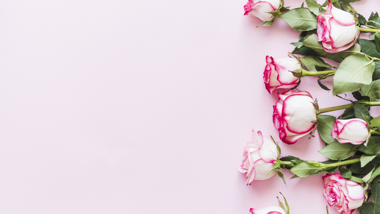 Букет нежных роз на розовом фоне, шаблон