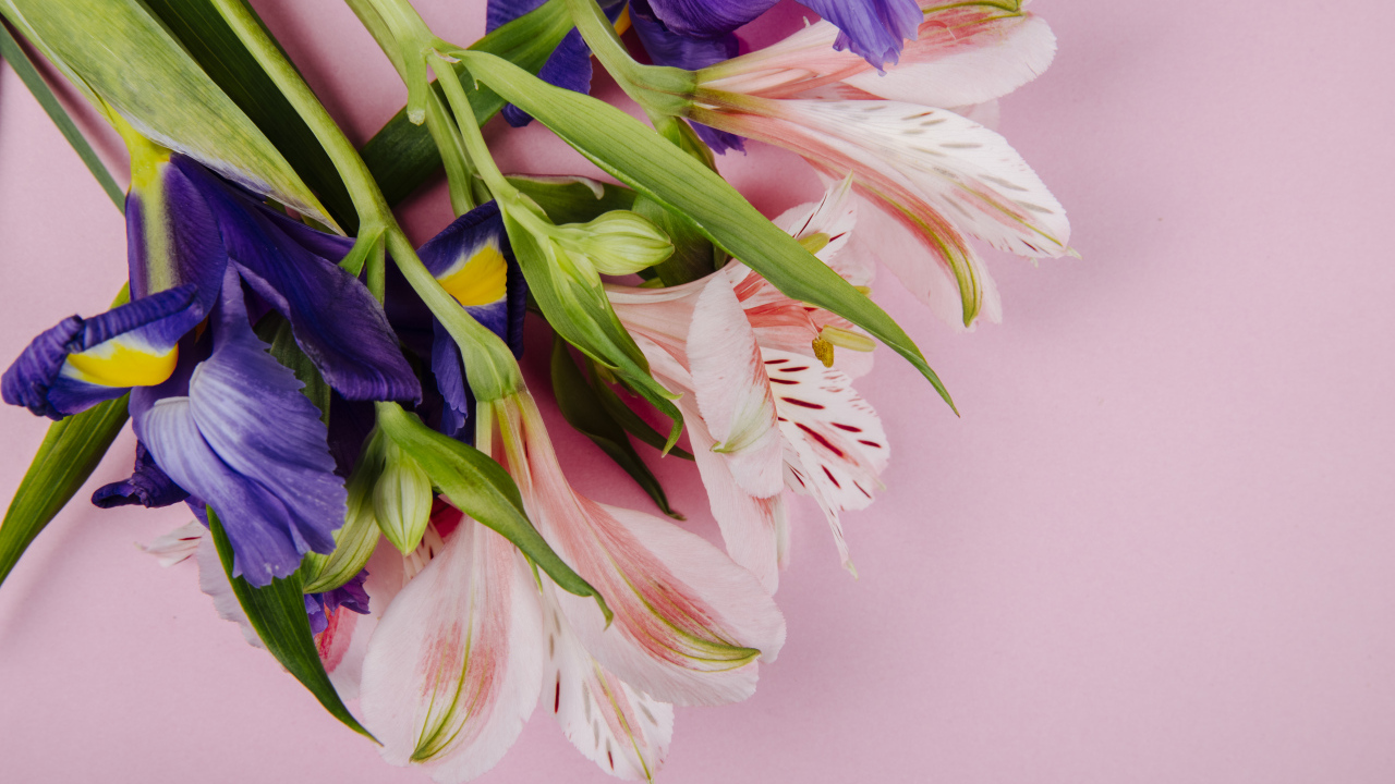 Букет из цветов ириса и альстромерии на розовом фоне