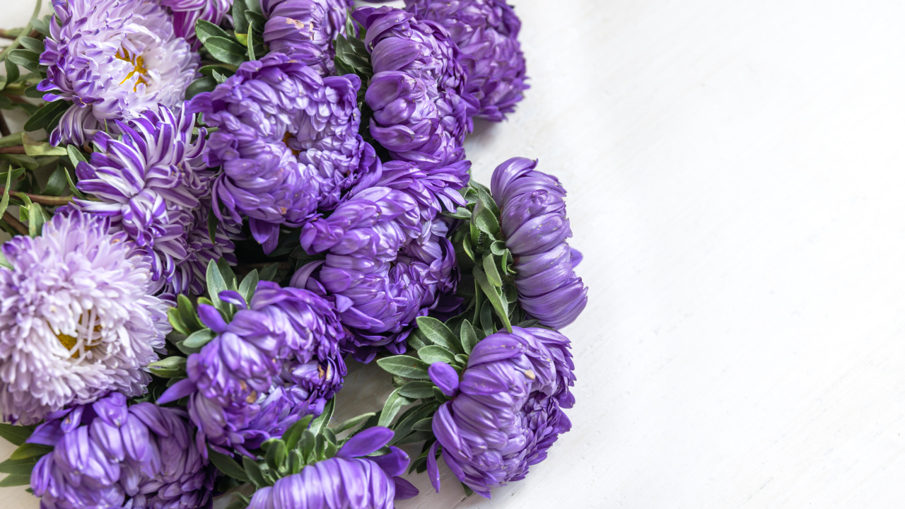 Букет фиолетовых цветов астры на белом фоне