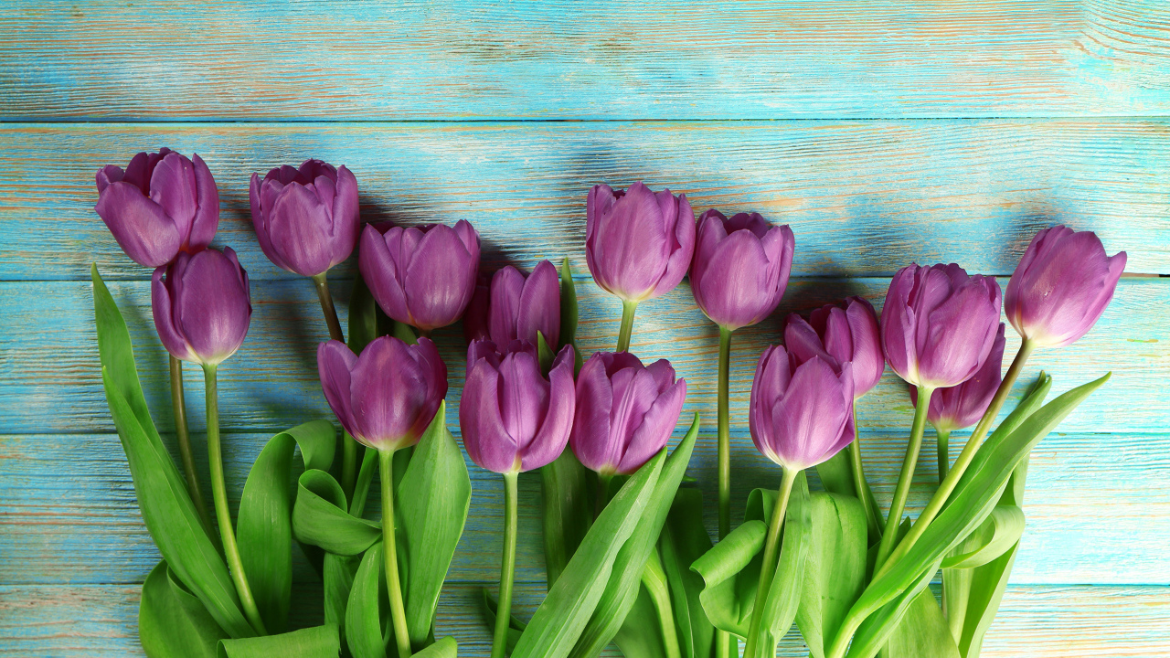 Букет фиолетовых тюльпанов на голубом столе