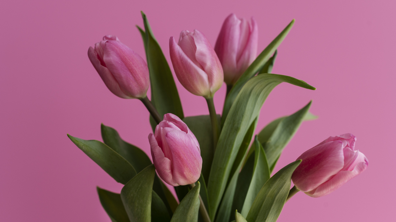 Букет весенних тюльпанов на розовом фоне