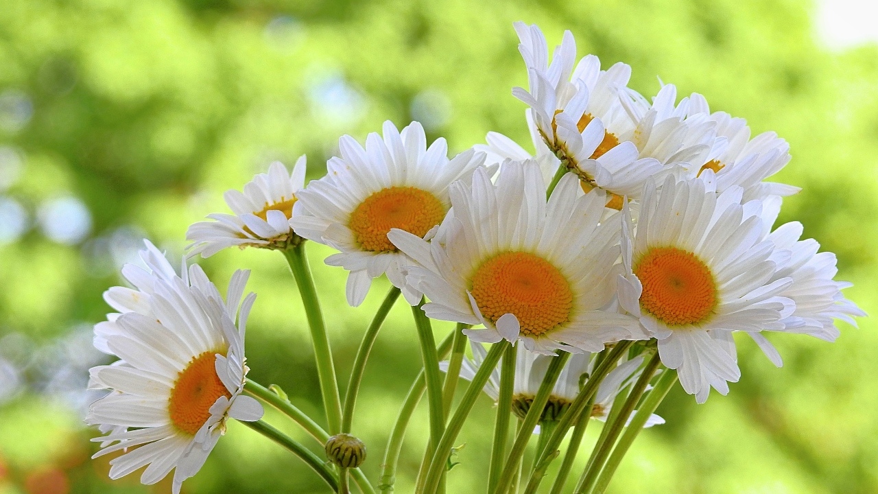 Букет белых ромашке с желтой серединкой