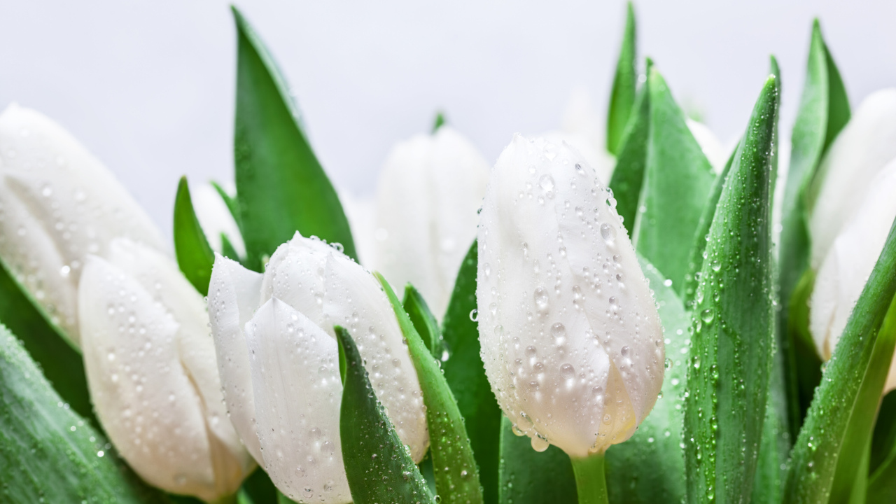 Букет белых тюльпанов с зелеными листьями в каплях дождя