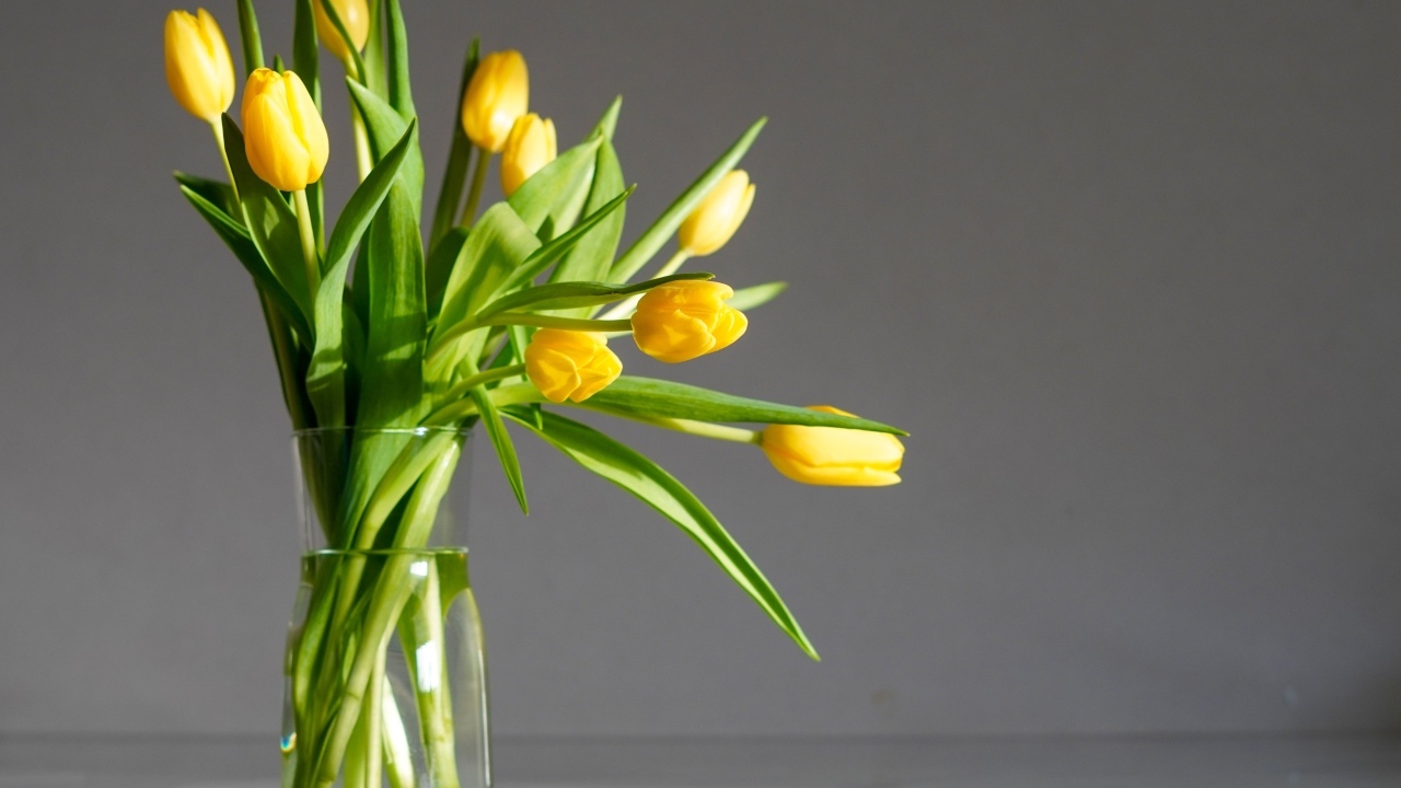 Букет желтых тюпанов с стеклянной вазе на сером фоне