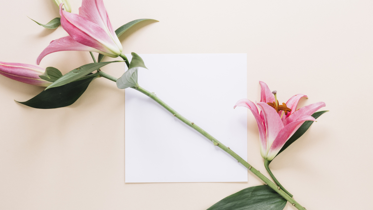 Ветка розовых лилий с листом бумаги на розовом фоне