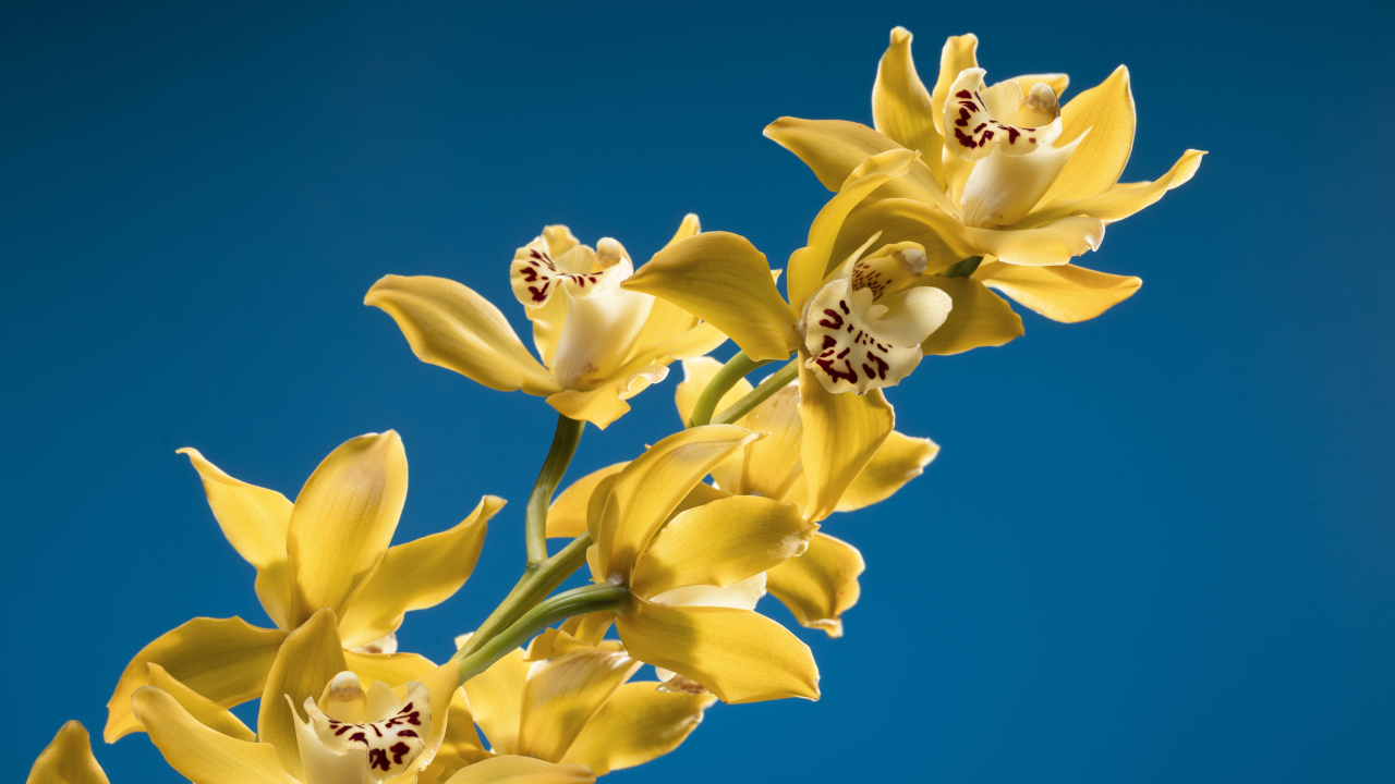 Ветка желтых цветов орхидеи на синем фоне