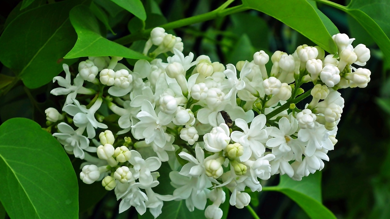 Ветка с нежными белыми цветами сирени