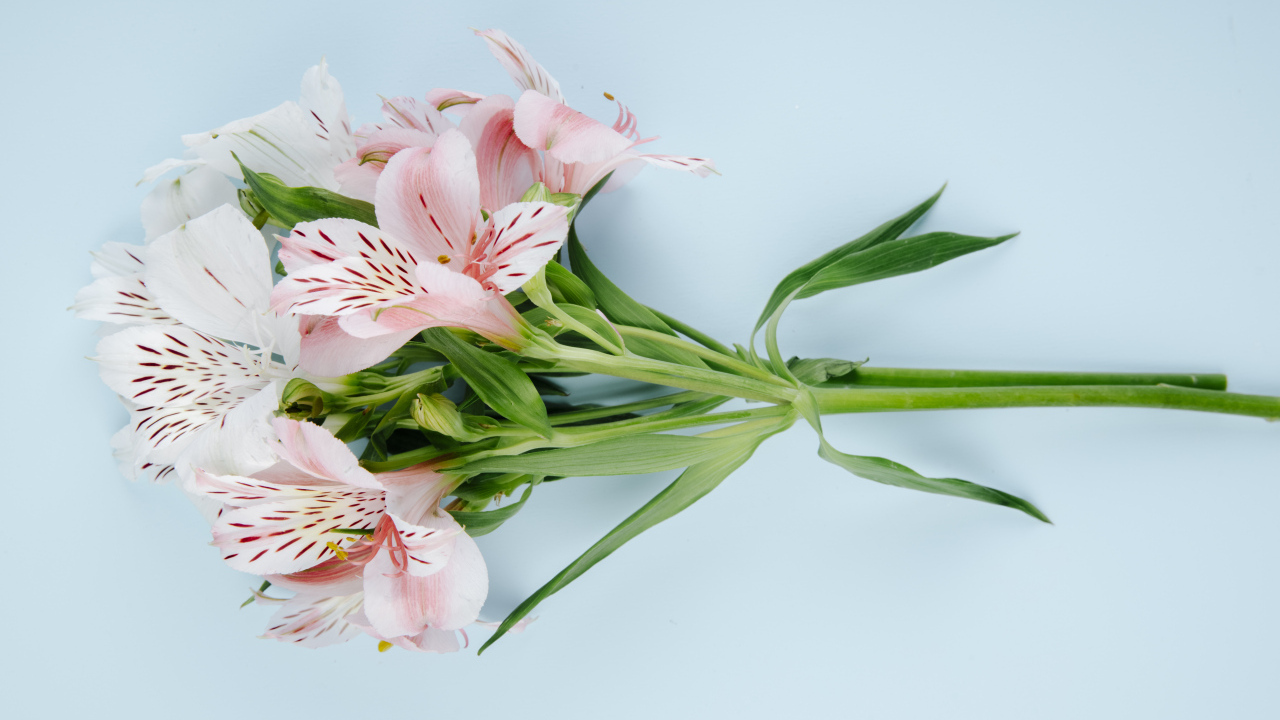 Ветка с розовыми цветами альстромерии на голубом фоне