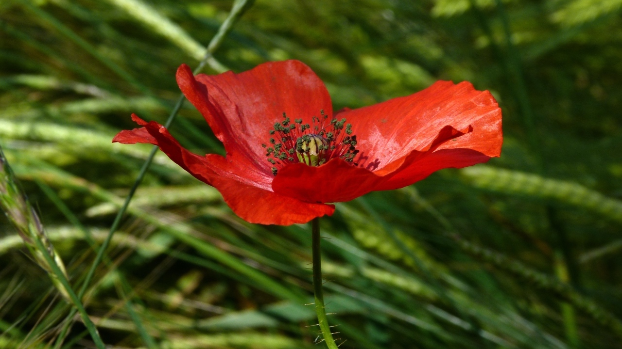 Яркий алый мак в зеленой траве вблизи