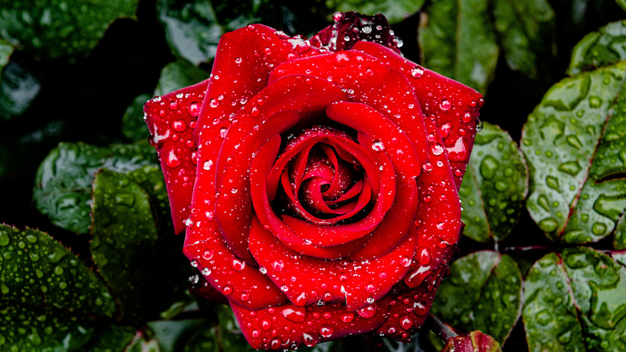 Яркая алая роза в каплях дождя с зелеными листьями