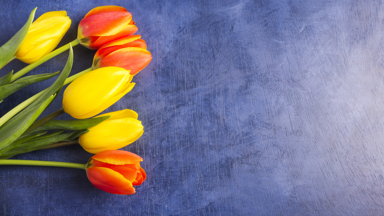 Яркие тюльпаны на синем фоне