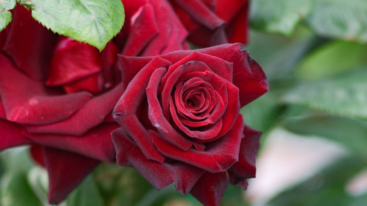 Бордовые чайные розы на клумбе крупным планом