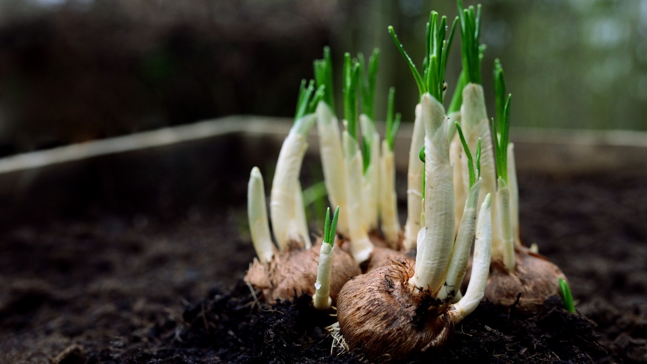 Цветы крокуса с зелеными листьями крупным планом