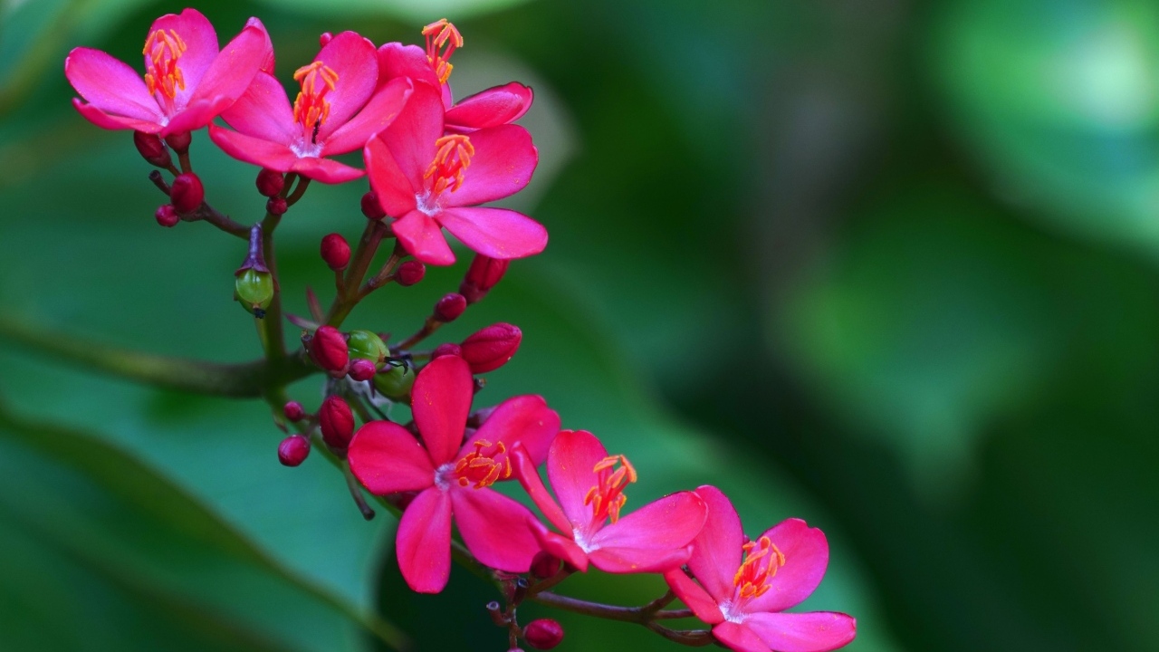 Милые розовые цветы перегринас крупным планом