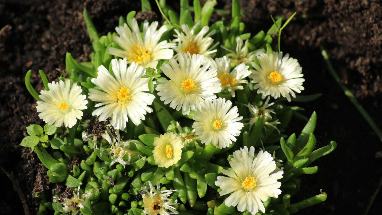 Нежные садовые цветы очиток на клумбе