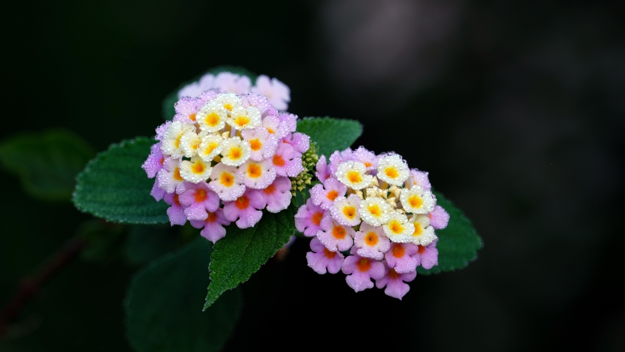 Нежные сиреневые цветы лантана