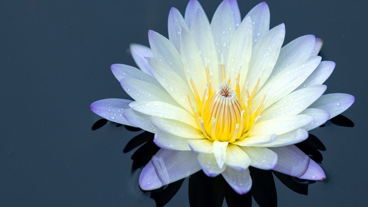 Нежный цветок лотоса в черной холодной воде