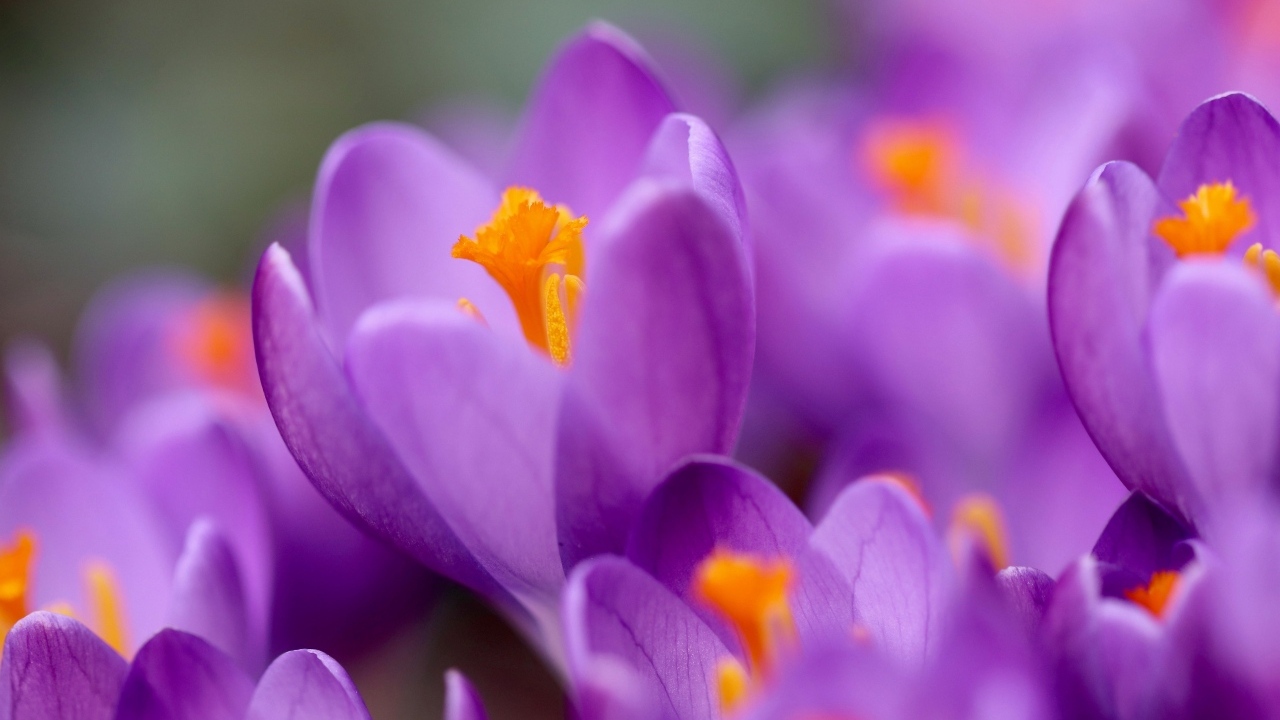 Нежные маленькие лепестки фиолетового крокуса