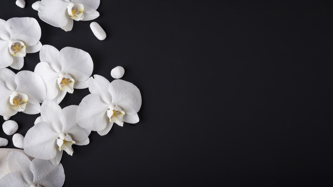 Нежные белые орхидеи с камнями на черном фоне