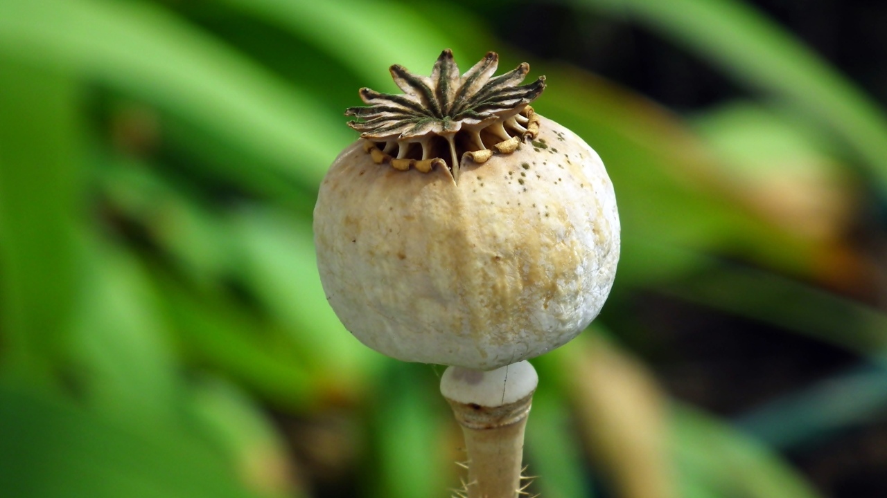 Отцветший мак крупным планом 