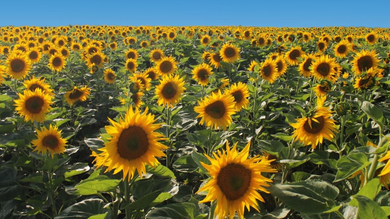 Поле больших цветущих подсолнухов под голубым небом