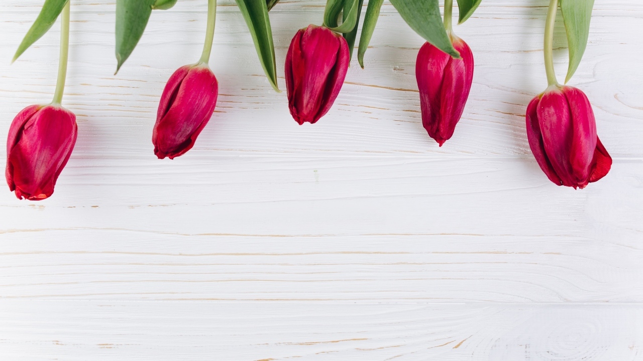 Пять красных тюльпанов на белом фоне