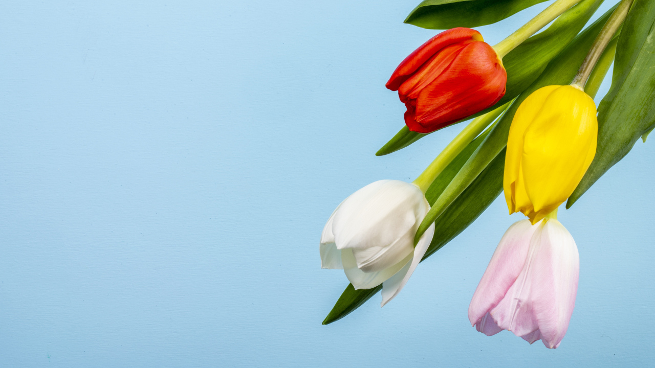 Четыре тюльпана на голубом фоне
