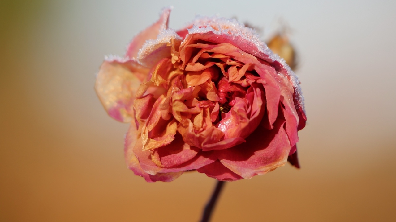 Замерзшая покрытая снегом роза крупным планом