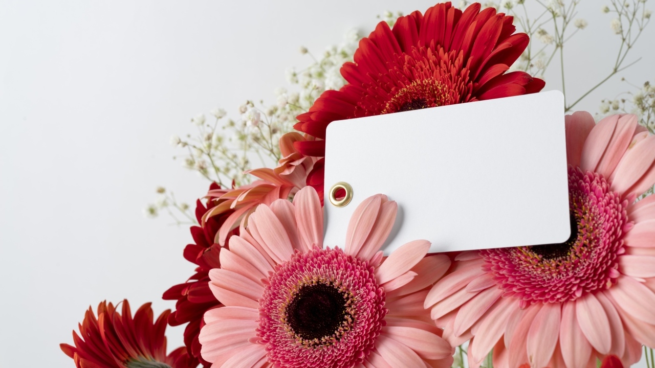 Герберы с листом бумаги на сером фоне, шаблон для открытки
