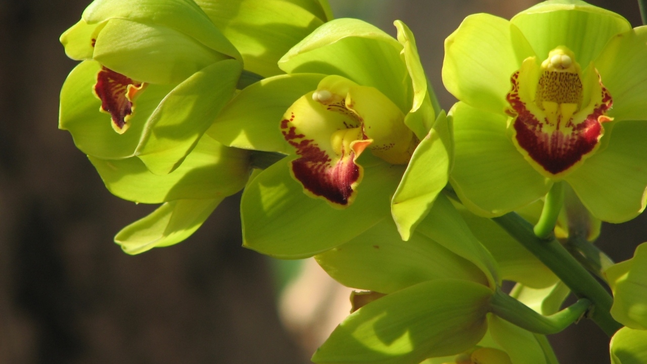 Зеленые цветы орхидеи крупным планом