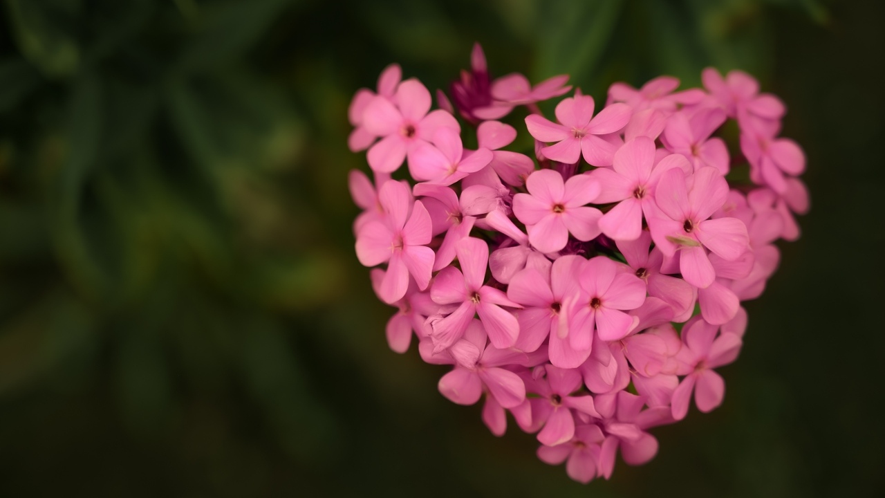 Сердце из розовых цветов флокса