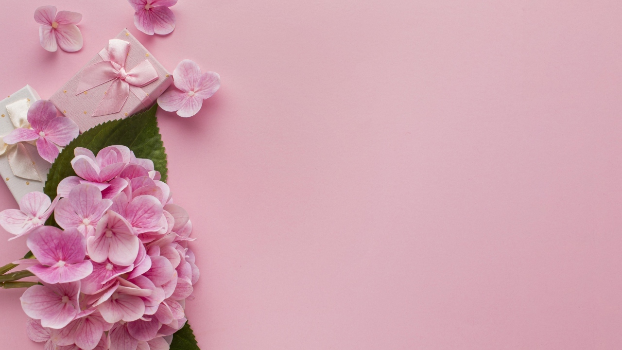 Цветы гортензии с подарками на розовом фоне, шаблон 