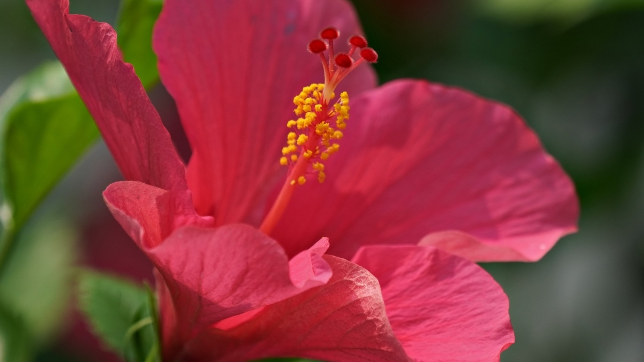 Большой розовый гибискус крупным планом