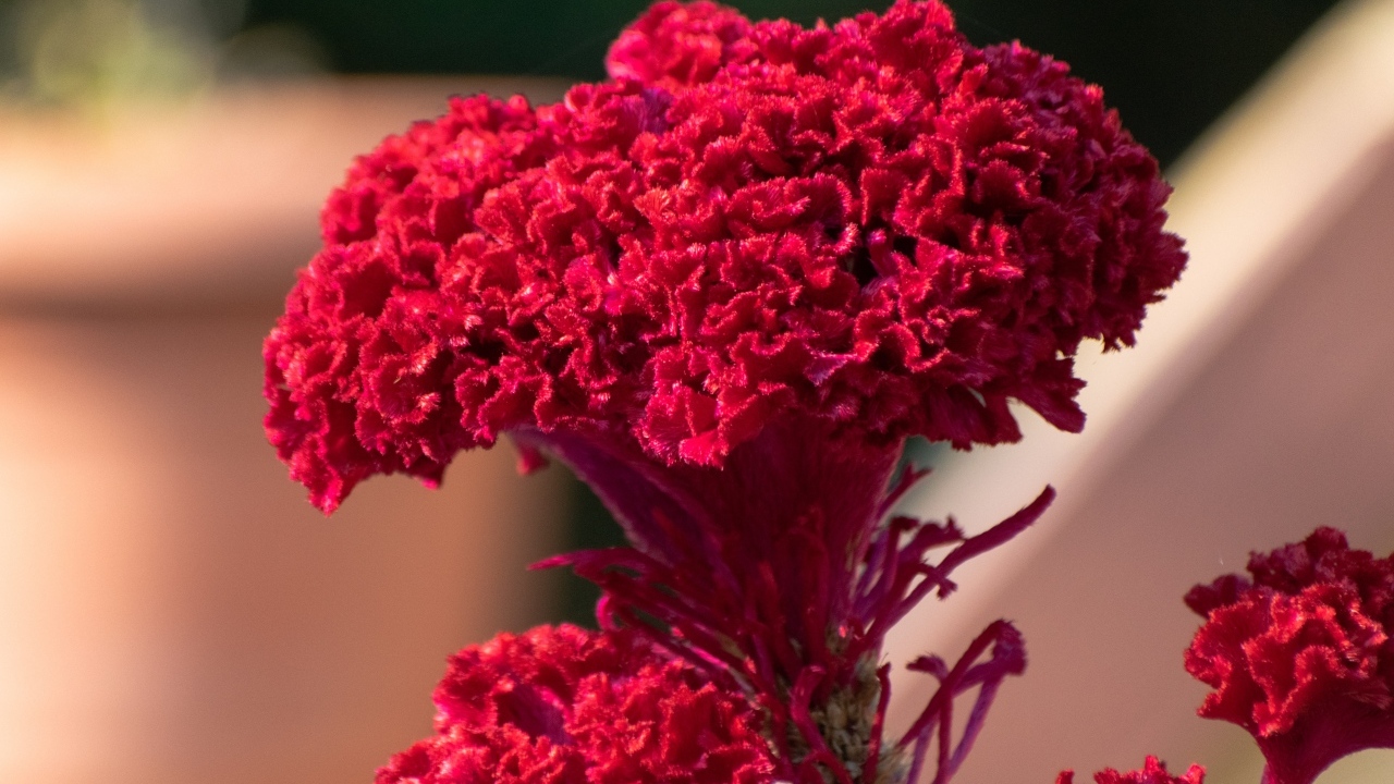 Пышный красный цветок крупным планом