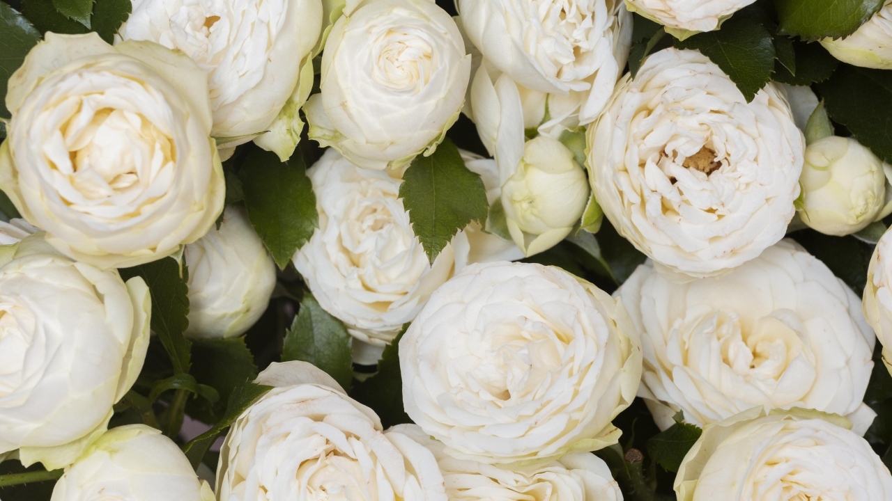 Много белых садовых роз крупным планом