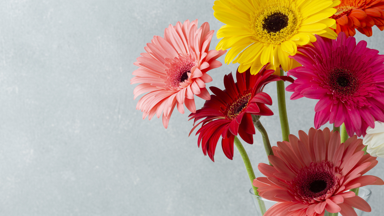 Разноцветные герберы на сером фоне крупным планом